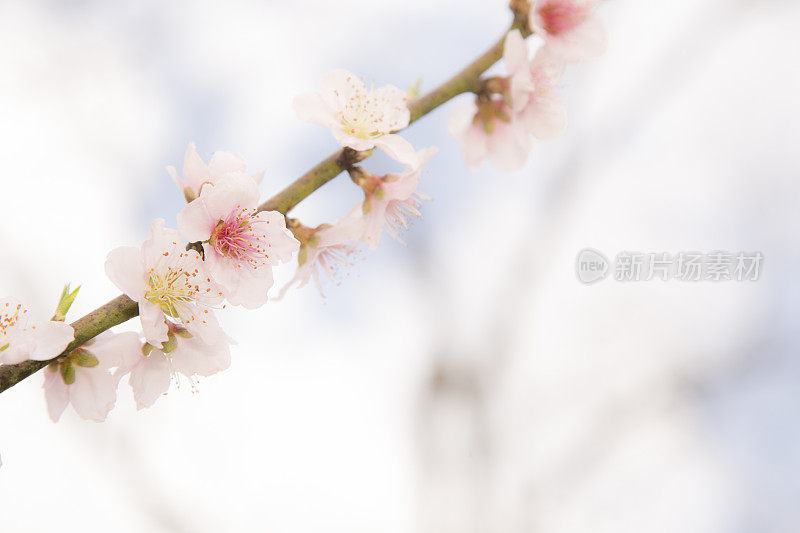 大自然，花:桃树在春天开花。