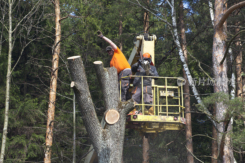 两个伐木工人在平台上砍倒了一棵树