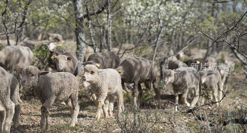 一群羊被赶着穿过树林