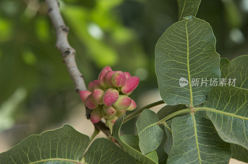 树上成熟的开心果特写