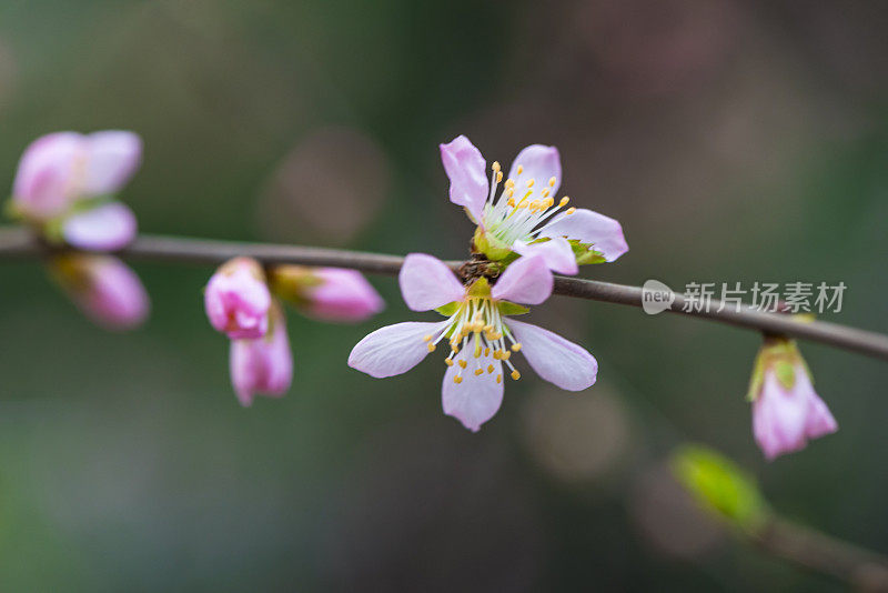 草地上的花