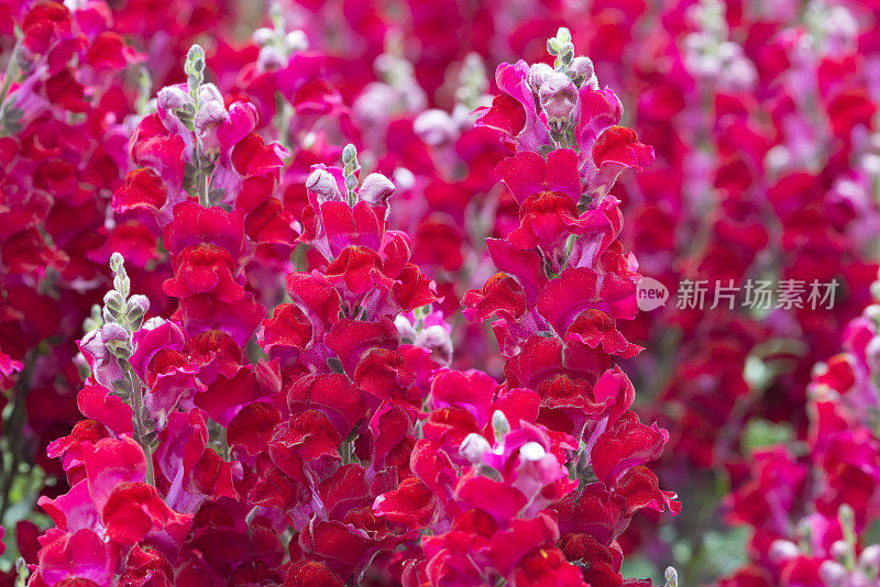 红snapdragon