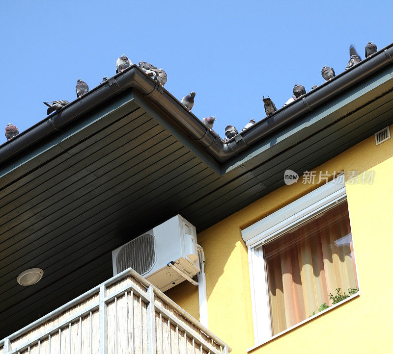 屋顶上有鸽子和空调
