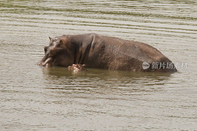 妈妈和孩子河马