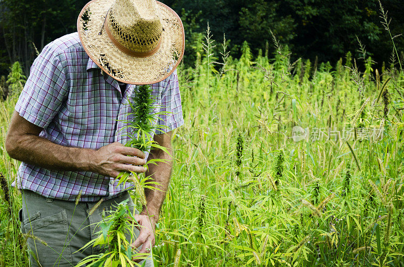 男子采集医用大麻