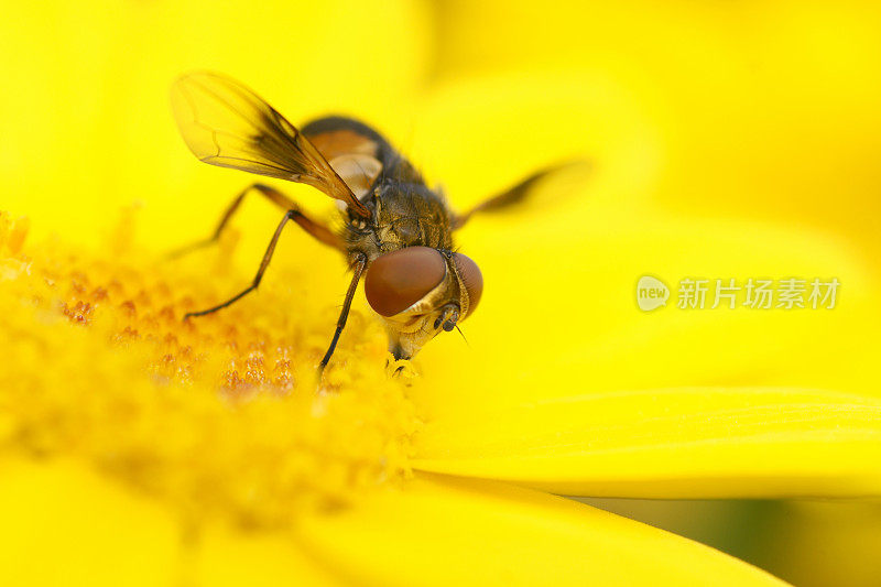 飞上染洋甘菊