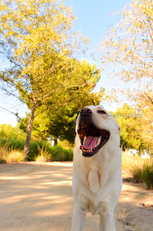 拉布拉多寻回犬