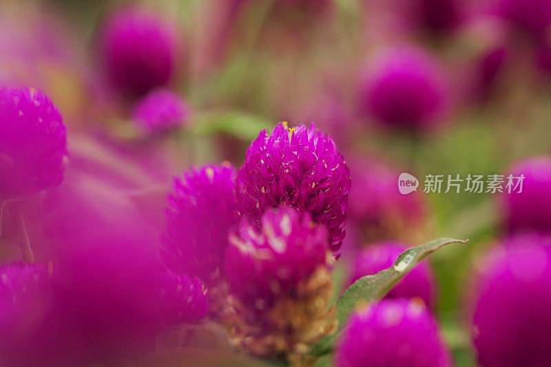 花浸-紫色的花闭合;选择聚焦;浅景深