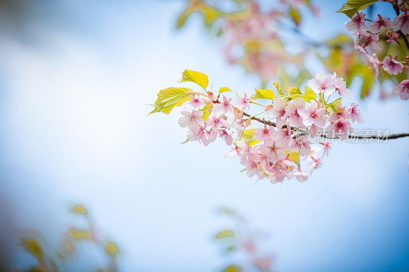 日本樱花的花