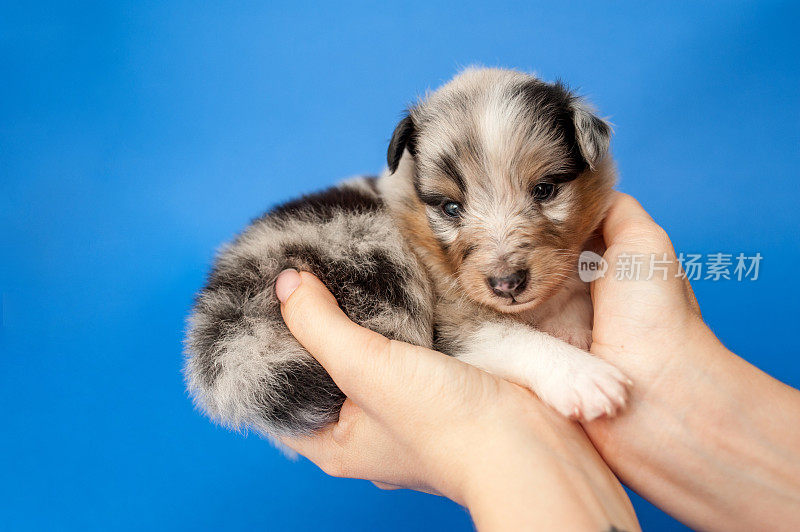 4周大的设得兰牧羊犬，一只手握着