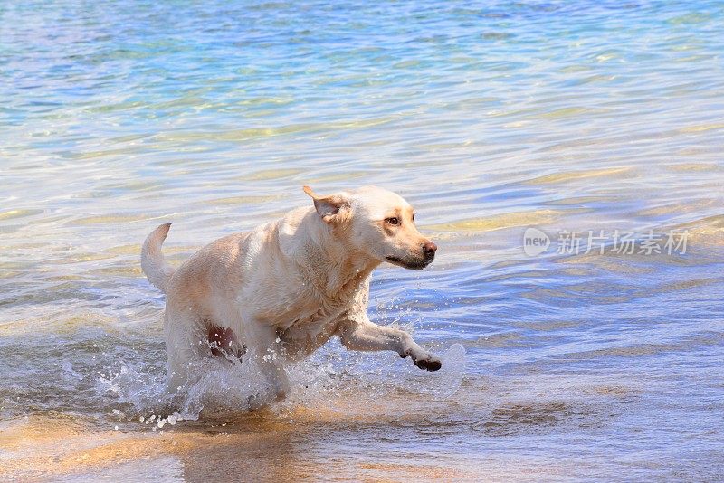 拉布拉多寻回犬