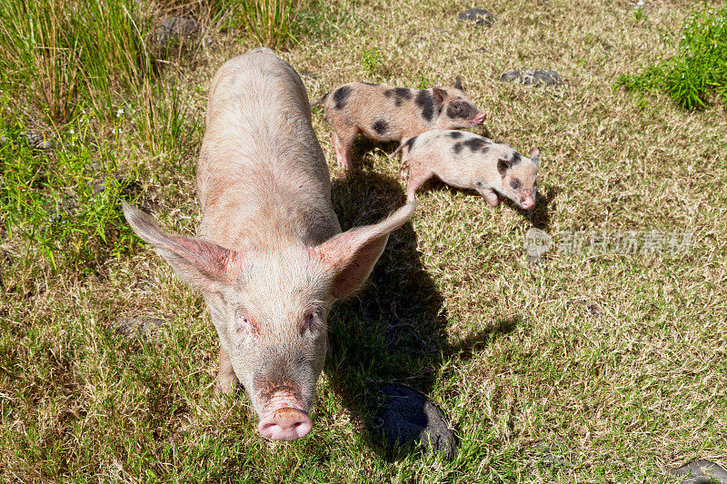 一只母猪和两只小猪