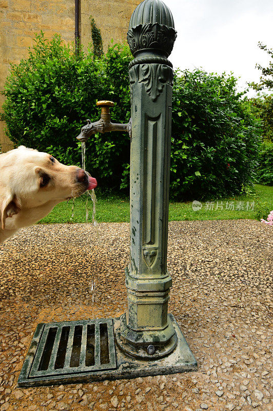 喝水的拉布拉多寻回犬