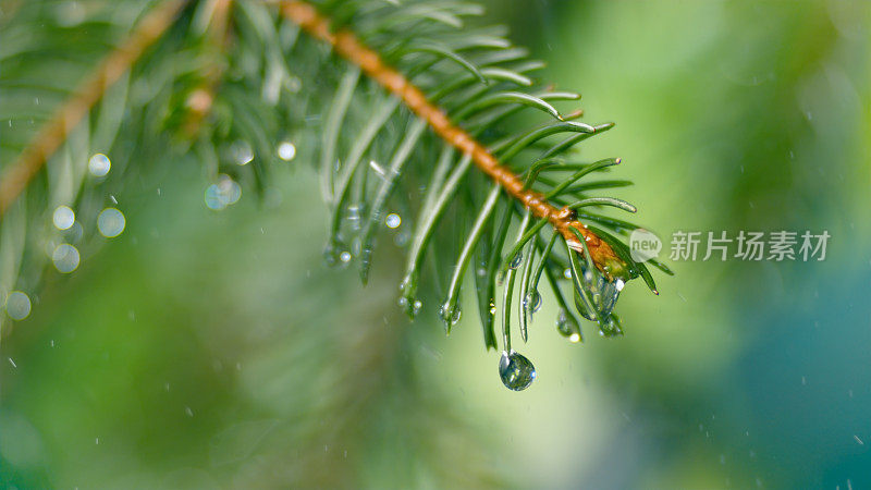 雨滴从树叶上落下