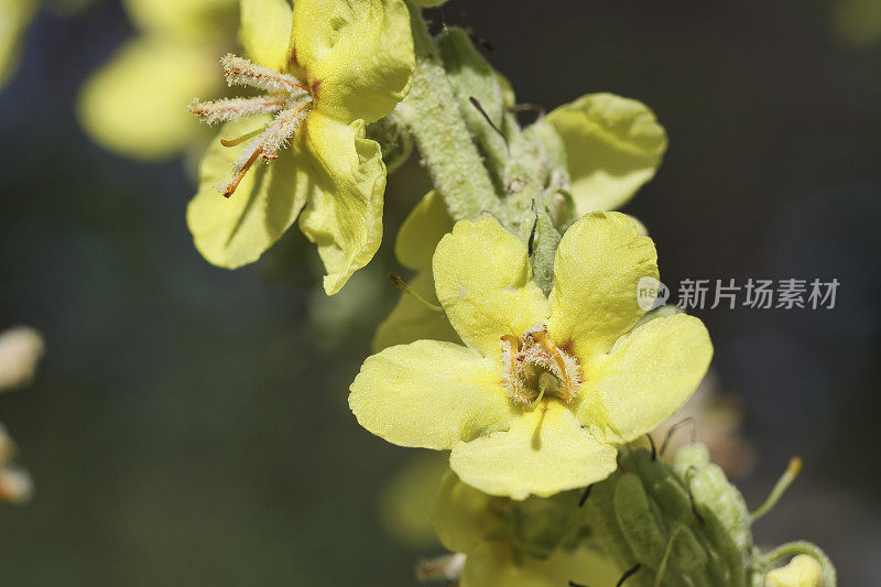 密花毛蕊黄野花