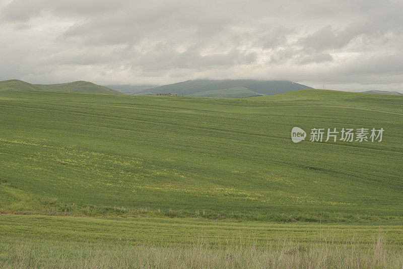 阿普利亚，穆吉亚，阿普利亚的乡村。意大利，麦田和灰色的天空。绿色和黄色的田野，小山。