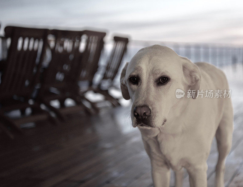 一条船上的拉布拉多寻回犬