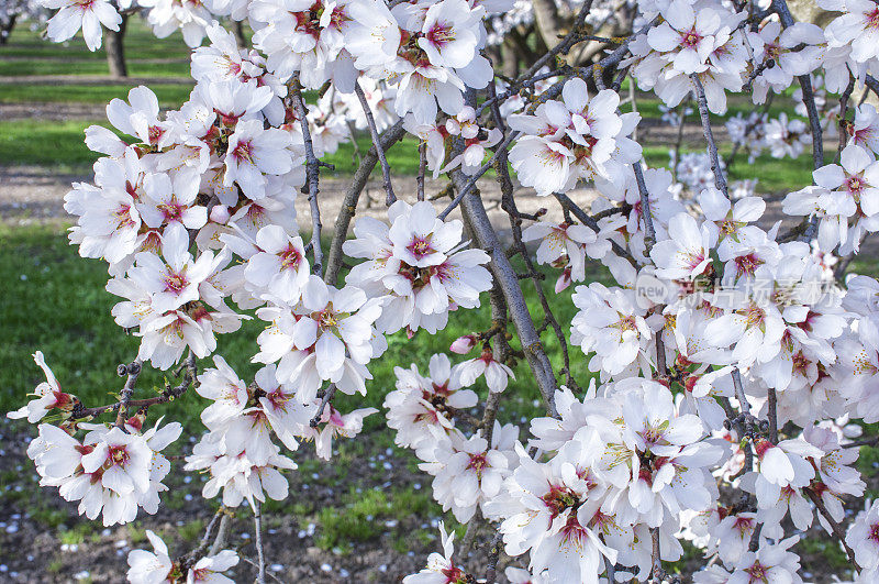 春季杏树开花的特写
