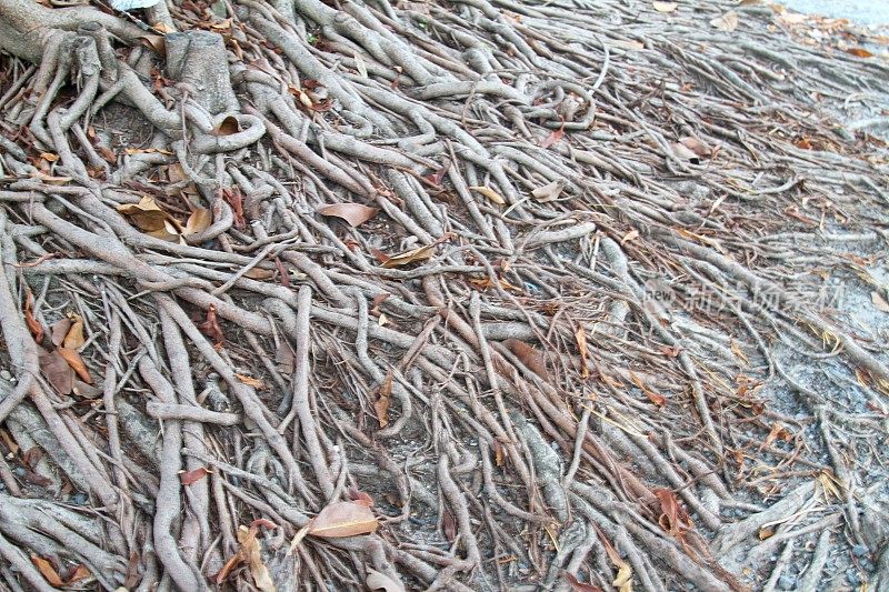 树根，缠绕在地上
