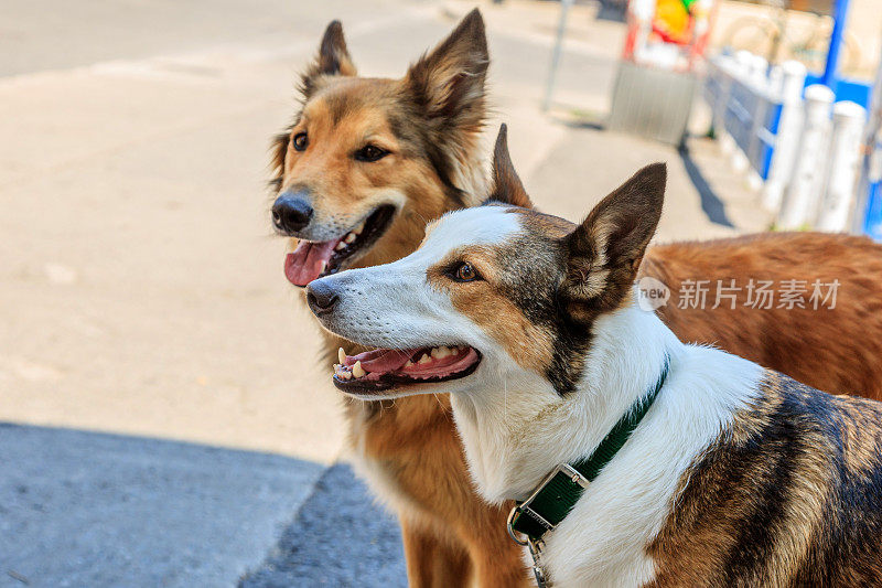 两只警犬画像