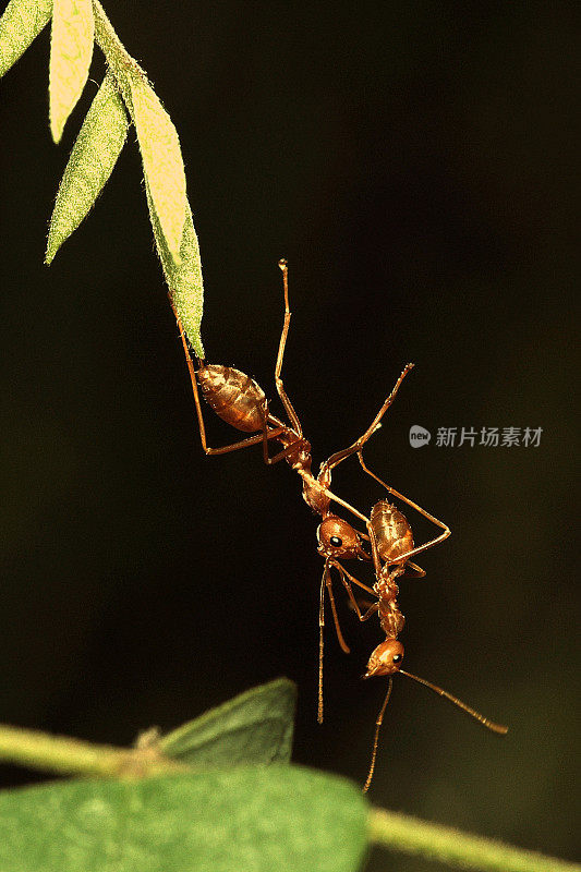 近距离的蚂蚁爬上另一根树枝。