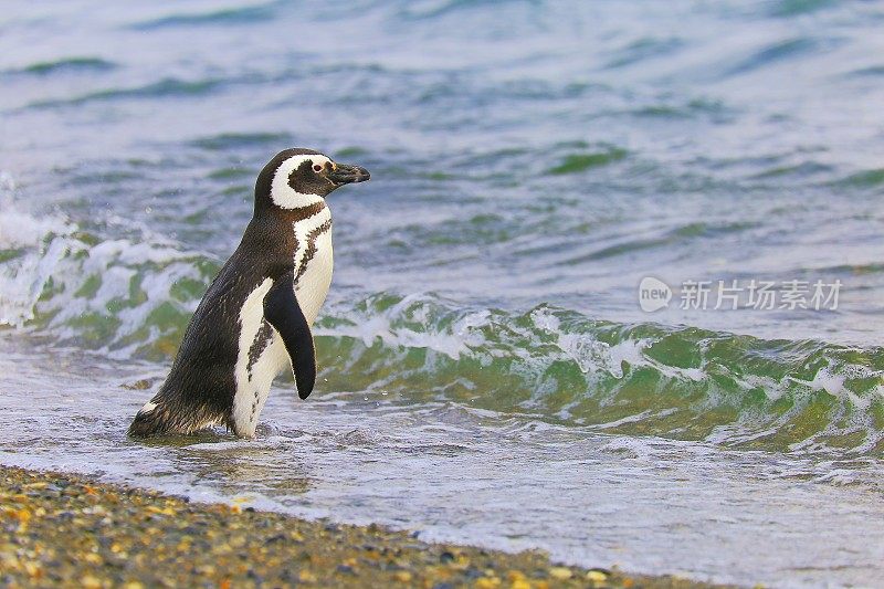 孤独-一只巴布亚企鹅走在一个僻静的海滩上，火地岛，阿根廷-南美
