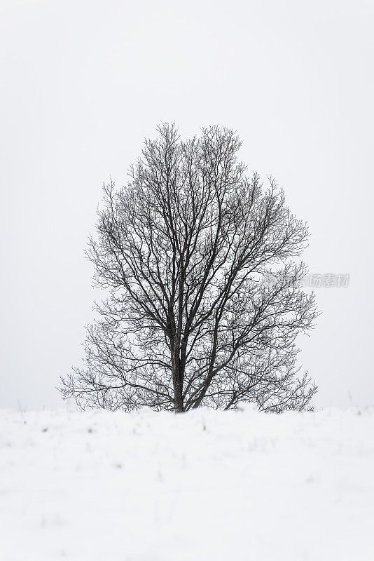 白色风景:在雪中，一棵裸露的树的剪影