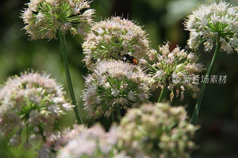 大黄蜂对洋葱花序微距拍摄