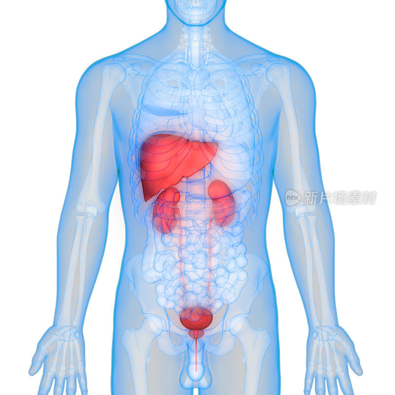 人体器官解剖(肝、肾)