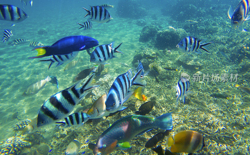 阳光下的浅水里的外来鱼中士。水下与珊瑚鱼群的照片。