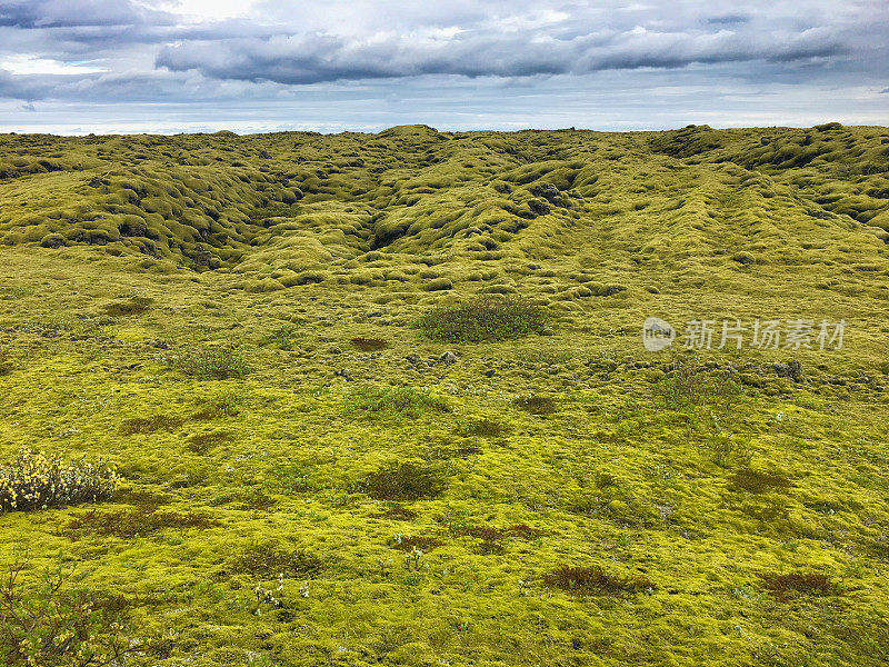 冰岛无尽的苔藓