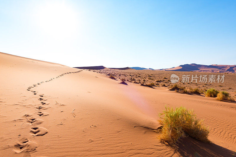 Sossusvlei沙丘上的脚印，纳米布Naukluft国家公园，纳米布沙漠，纳米比亚的风景旅游目的地，非洲。