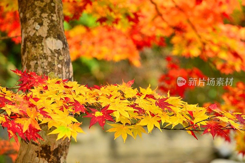 青森县黑石的中野百山秋叶