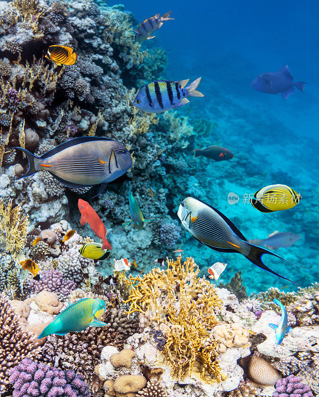 红海中色彩斑斓的珊瑚礁鱼类。