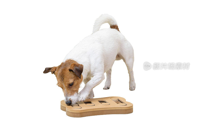 狗狗嗅探训练与智能玩具隔离在白色背景