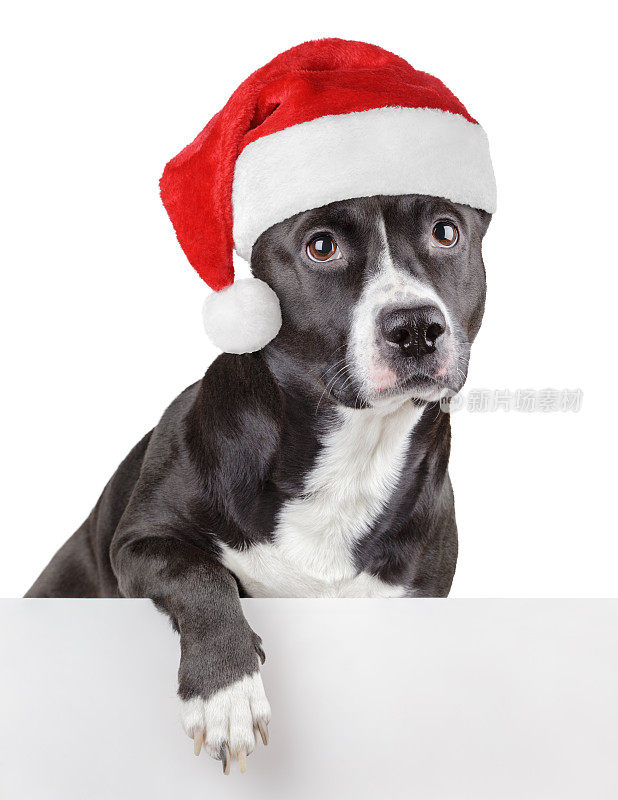黑狗与圣诞老人或圣诞红帽靠在面板上