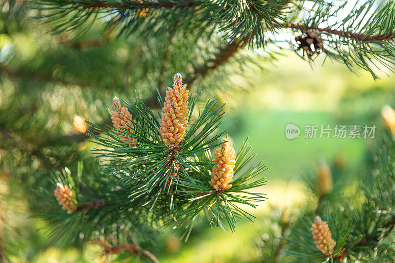 针叶植物-松树