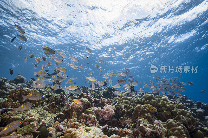 帕劳和密克罗尼西亚的海洋生物