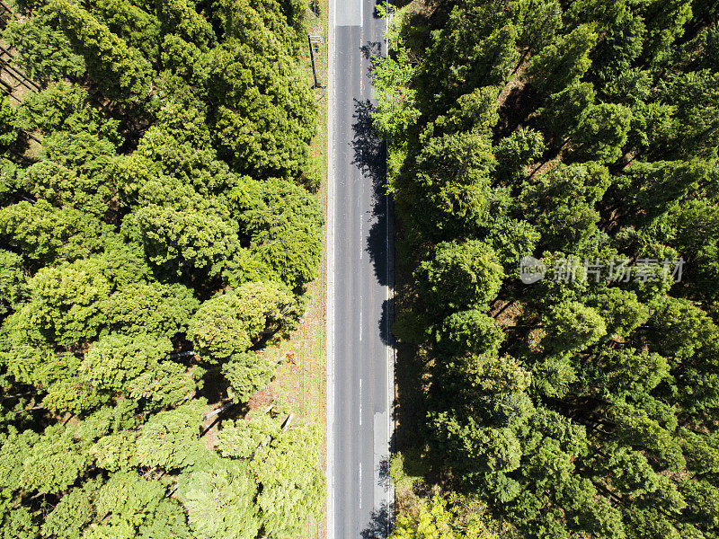 森林中笔直的道路鸟瞰图