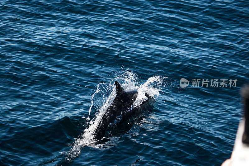 海豚在水里玩耍