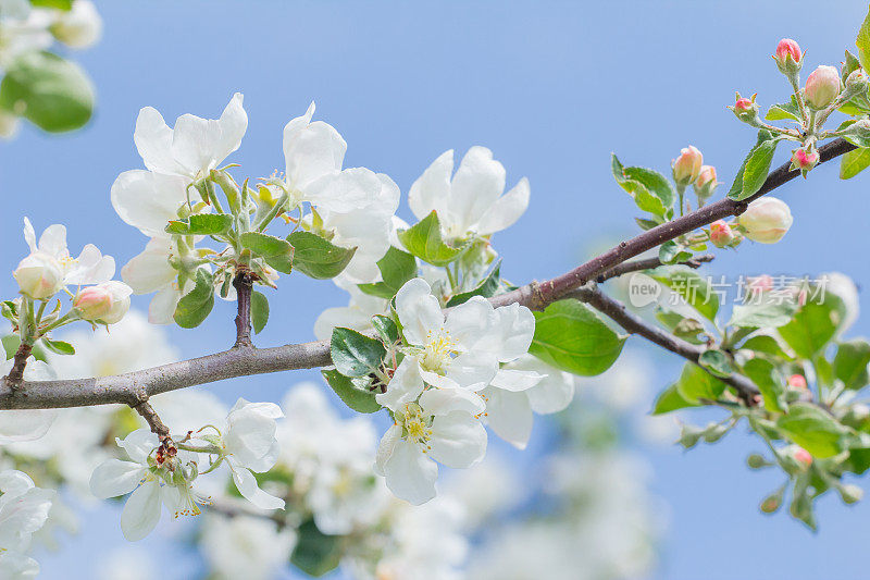 正式的园林树枝在蓝天的背景下春暖花开