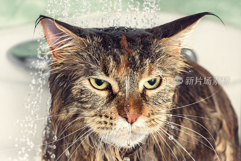 湿猫在浴缸里