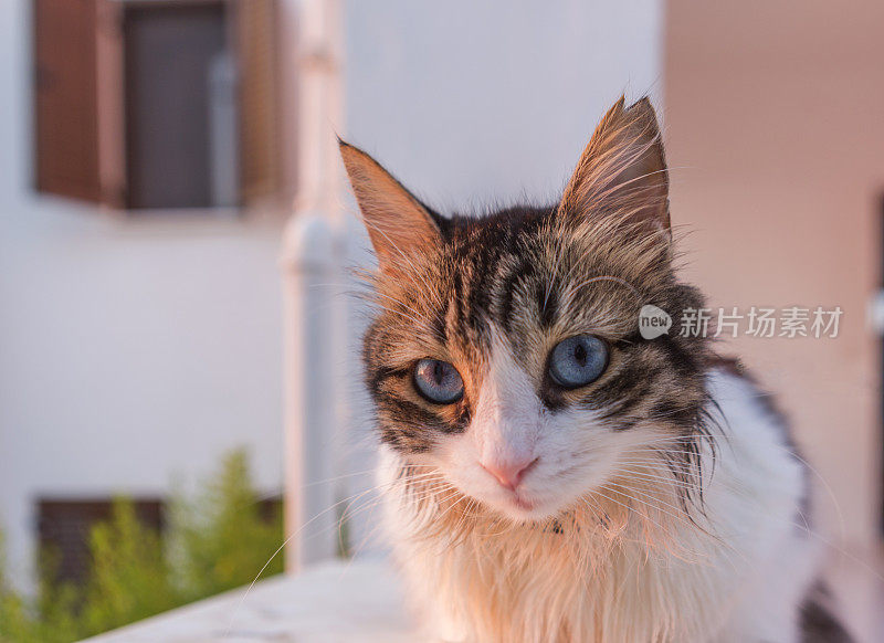 在博德鲁姆穆格拉火鸡，一只蓝眼睛的流浪猫