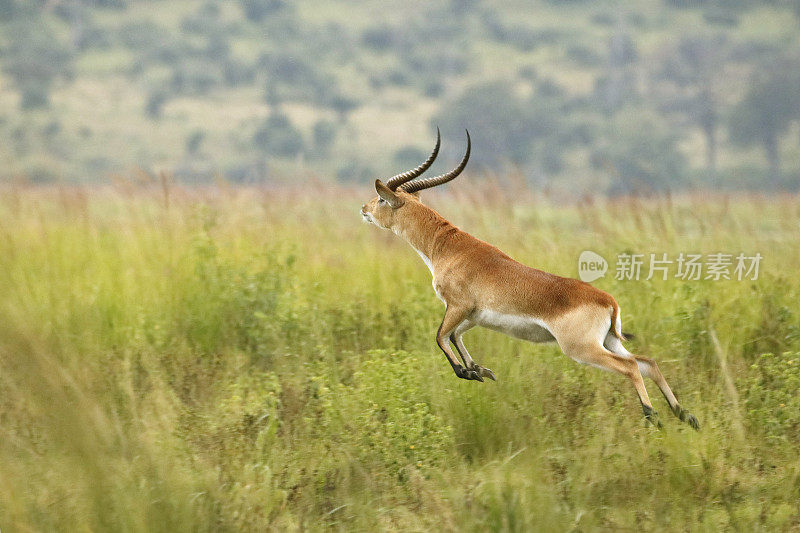 红羚羊在博茨瓦纳丘比河跳非洲野生动物狩猎之旅