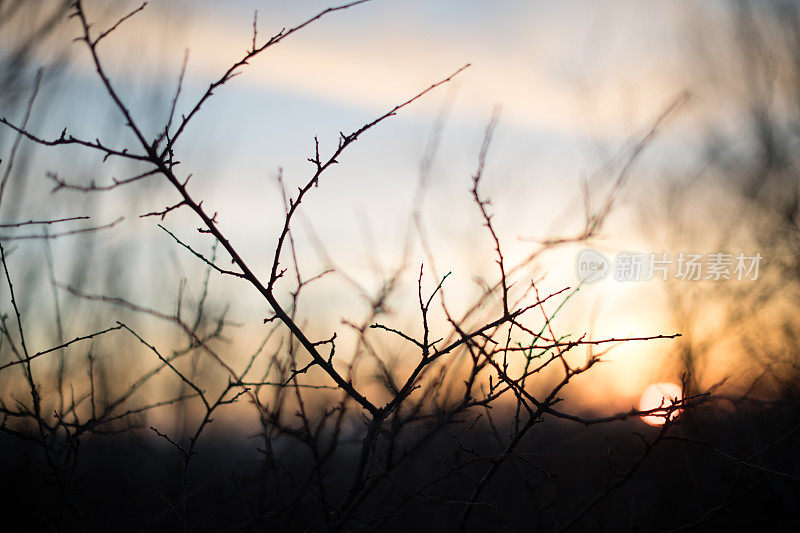夕阳下光秃秃的树枝