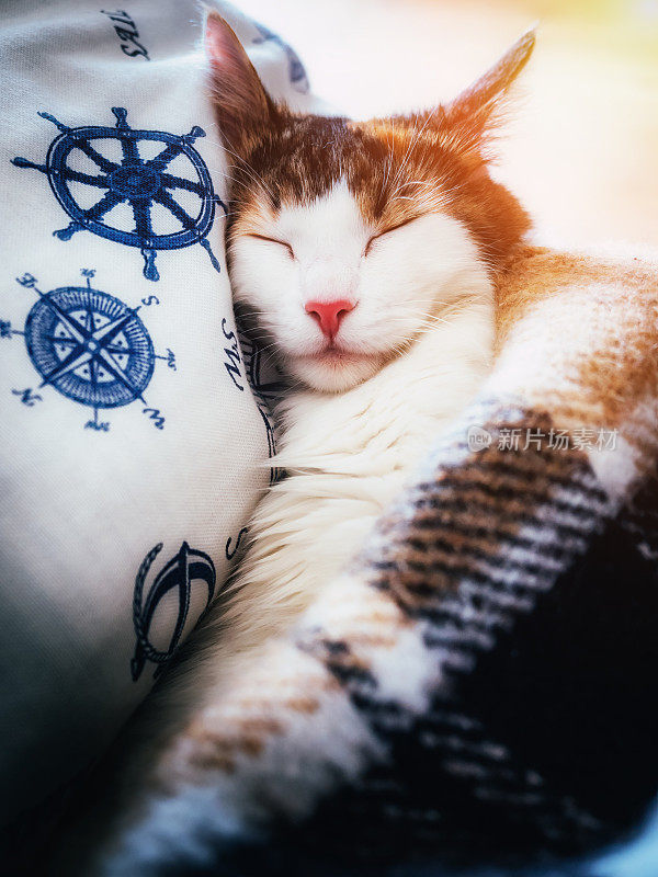 可爱的caloco猫躺在床下的毯子