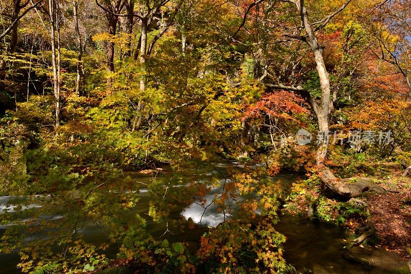 日本青森市秋天的磐濑山溪