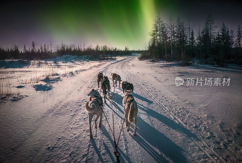 从雪橇司机的角度看，6只雪橇狗在雪地上奔跑。天空中的北极光。加拿大北部。