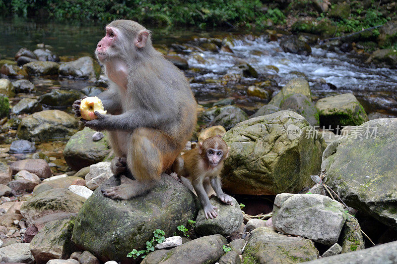猴子和婴儿在武陵源风景区徒步旅行