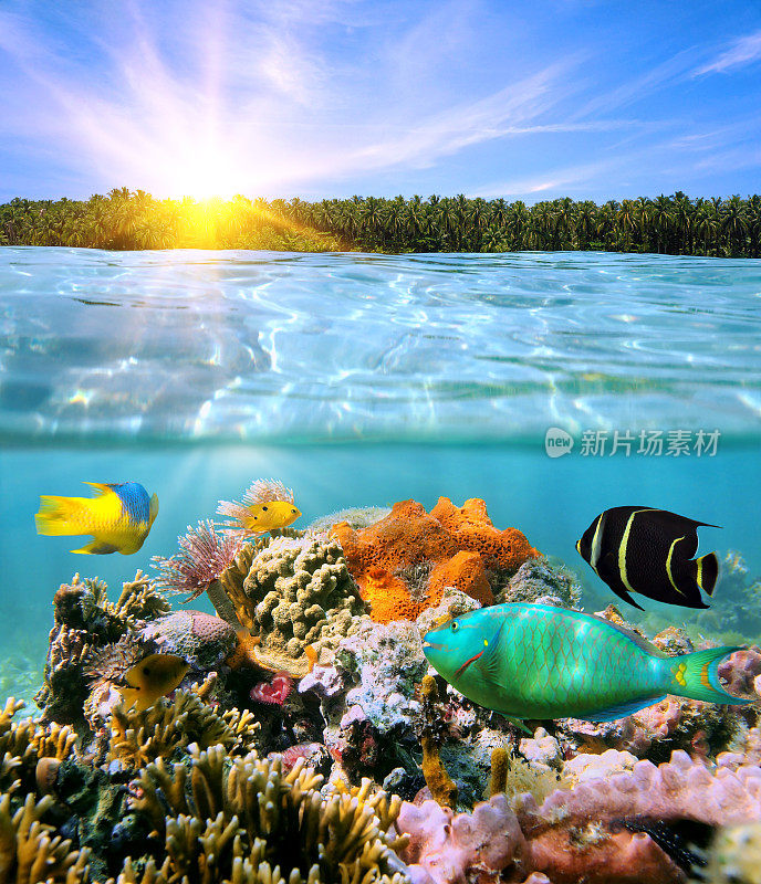日落和丰富多彩的水下海洋生物